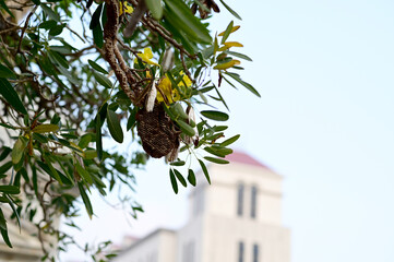 Closeup of Small wasp's nest with wasps on the branch of a tree with nature background at Thailand.