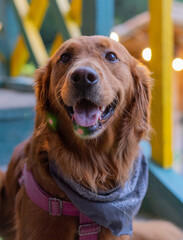 Perro de raza golden mirando a la camara y sonriendo