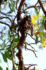 Closeup of Small wasp's nest with wasps on the branch of a tree with nature background at Thailand.