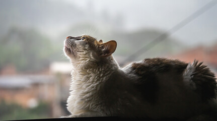 Gato sobre ventana iluminado con luz natural contrasta con su sombra - obrazy, fototapety, plakaty