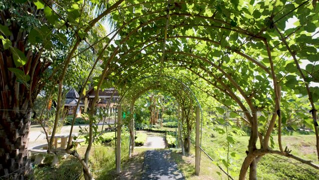 Mulberry tunnel, a fruit tree with vitamins.