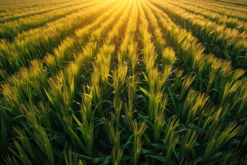 top view of corn field with sunset background, landscape, natural farm - 789772069