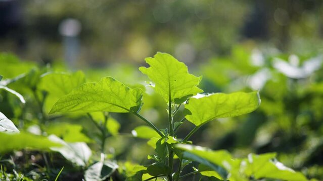 A small vegetable garden behind the house.