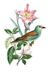 European roller bird png sticker, transparent background