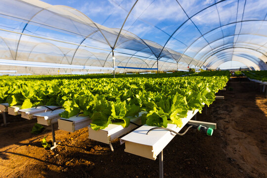 Leafy greens in white hydroponic containers line vast hydroponic greenhouse