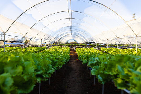 Rows of leafy green plants growing inside transparent tunnel-like structure in hydroponic greenhouse