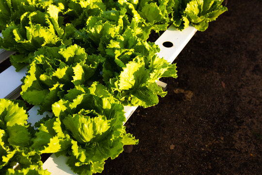 Rows of bright green lettuce growing in white hydroponic channels in a hydroponic greenhouse