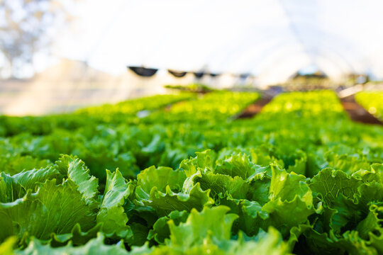 Rows of vibrant green lettuce growing in hydroponic greenhouse under translucent greenhouse roof