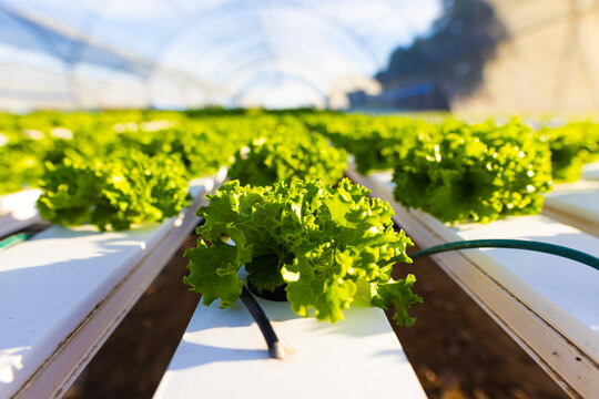 Rows of green lettuce growing in white channels inside a hydroponic greenhouse