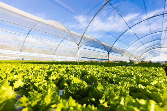 Rows of vibrant green lettuce growing in hydroponic greenhouse under translucent canopy