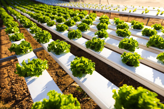 Rows of vibrant green lettuce are growing in a hydroponic farm system in a hydroponic greenhouse