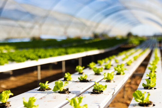 Rows of young lettuce plants growing in a hydroponic farm in a hydroponic greenhouse, copy space