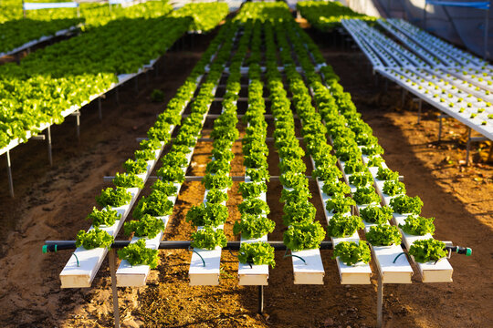 Rows of green lettuce growing in white hydroponic channels in hydroponic greenhouse