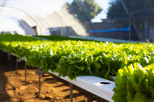 Rows of leafy green lettuce growing in white hydroponic channels in hydroponic greenhouse