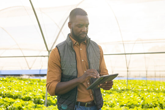 African American young male farm supervisor checking plants in greenhouse, holding tablet