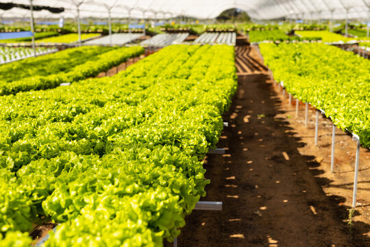 Rows of vibrant green lettuce growing in hydroponic farm under protective cover in greenhouse