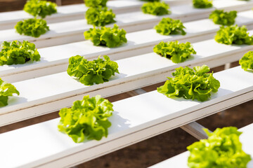 Rows of fresh lettuce growing on white hydroponic shelves in a greenhouse fill the frame