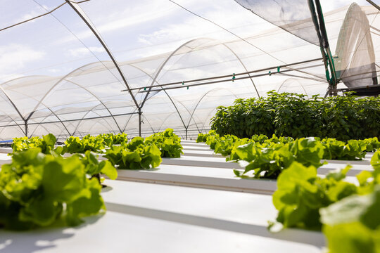 Leafy green plants grow in rows at a hydroponic farm in a greenhouse, under a see-through canopy