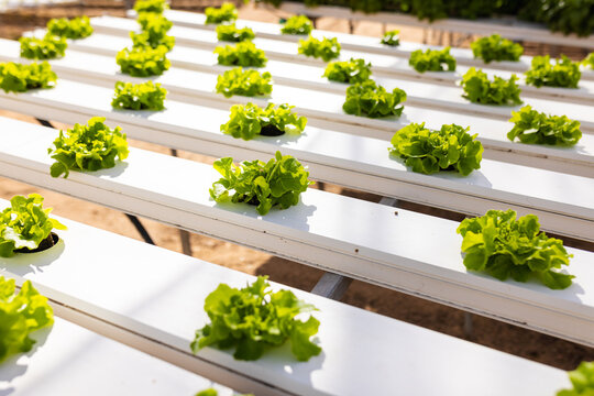 Rows of green lettuce growing in white hydroponic channels in a greenhouse, basking in sunlight