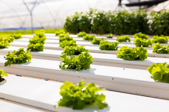 Rows of green lettuce growing in white hydroponic channels under greenhouse, in greenhouse