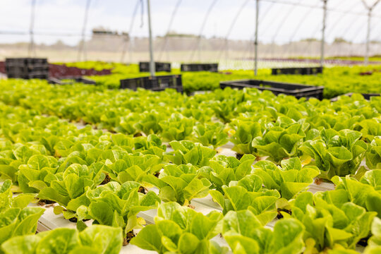 Rows of green lettuce are growing in hydroponic farm in greenhouse, copy space