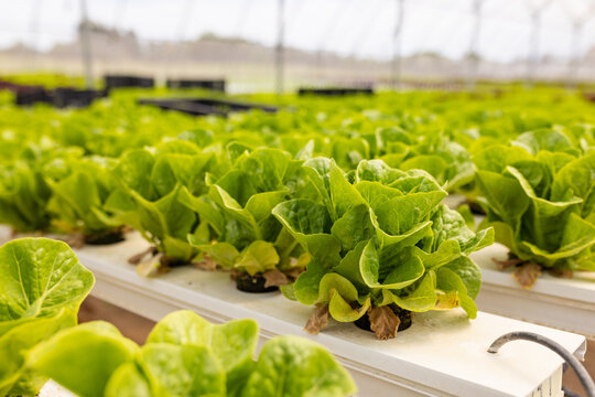 Rows of vibrant green lettuce growing in white hydroponic channels in greenhouse