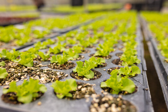 Rows of young lettuce plants growing in a hydroponic farm in greenhouse
