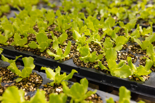 Young lettuce plants growing in a hydroponic farm in greenhouse