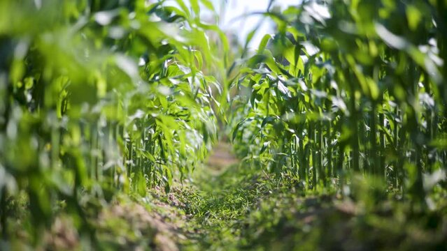 Corn plants in an organic farm.