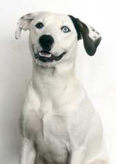 cachorro Branco com heterocromia