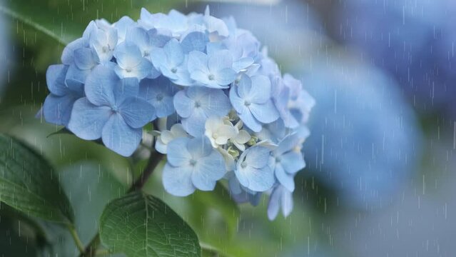 梅雨に咲く青色の紫陽花