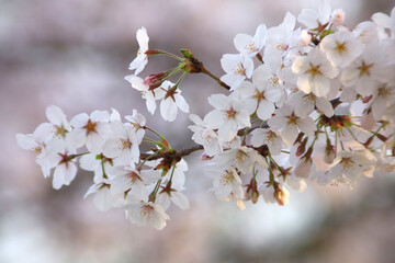 満開の桜