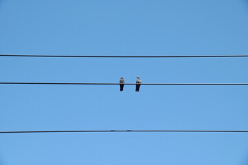 Pair of pigeons birds on a high voltage line with white cloud and blue sky background at Thailand.