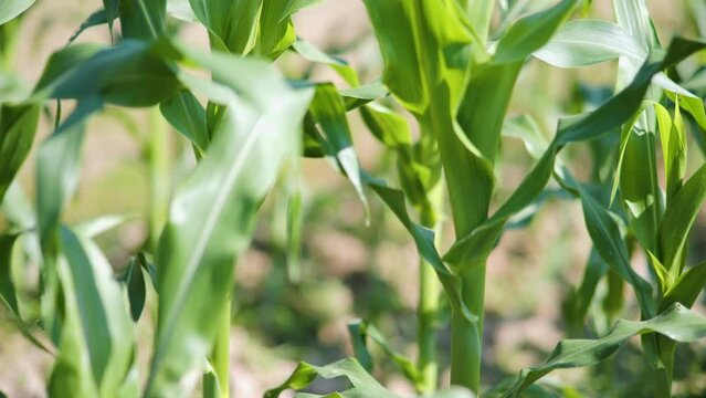 Corn plants in an organic farm.