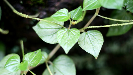 Peperomia pellucida or pepper elder plant growing in the yard.