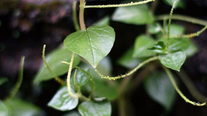 Peperomia pellucida or pepper elder plant growing in the yard.