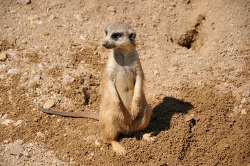 meerkat on guard