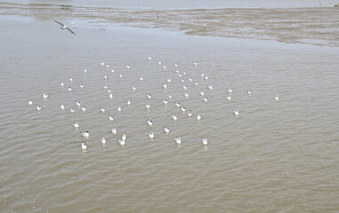 Views of Many seagulls were searching for food on the surface of the water and mud on the sea with natural background in Thailand.