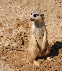 meerkat on guard