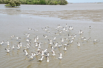 Views of Many seagulls were searching for food on the surface of the water and mud on the sea with natural background in Thailand.