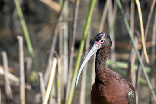 Close portrait of a White-faced Ibis in Bosque del Apache National Wildlife Refuge in New Mexico
