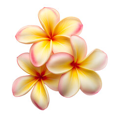 Naklejka premium Plumeria isolated on transparent background Generative Ai.