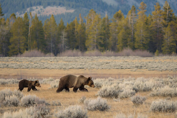 Mother Brown Bear and Cub Crossing Mountain Meadow