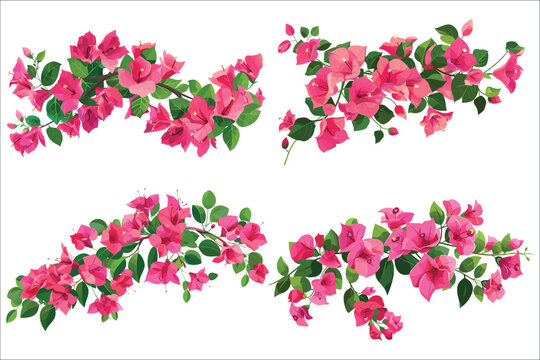 Bougainvillea flowers leaves and branches, Pink Bougainvillea flowers, Bougainvillea Flower Illustration on White Background