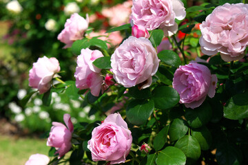 長崎市のグラバー園内に咲いていたバラ
