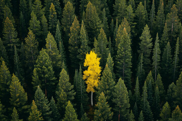 A solitary yellow deciduous tree stands out amid a sea of evergreen conifers, highlighting the striking contrast of autumn colors in the forest.