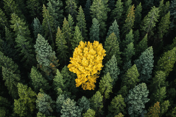 A solitary yellow deciduous tree stands out amid a sea of evergreen conifers, highlighting the...