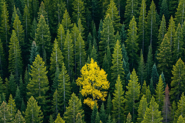 A solitary yellow deciduous tree stands out amid a sea of evergreen conifers, highlighting the striking contrast of autumn colors in the forest.