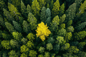 A stunning aerial view of a dense green forest with a single yellow tree standing out, symbolizing uniqueness and the beauty of diversity.