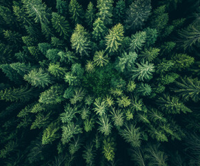 Aerial View of Dense Green Forest Canopy